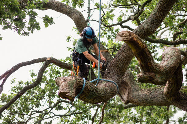 Best Storm Damage Tree Cleanup  in Tamaqua, PA