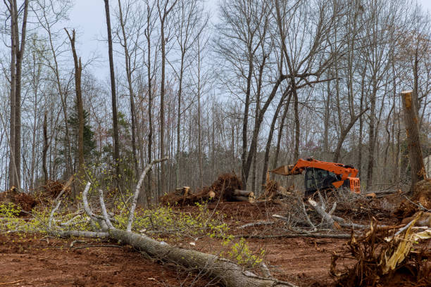 Best Tree Preservation Services  in Tamaqua, PA