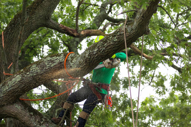 How Our Tree Care Process Works  in  Tamaqua, PA