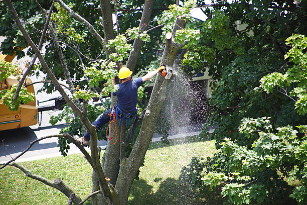 Best Lawn Renovation and Restoration  in Tamaqua, PA