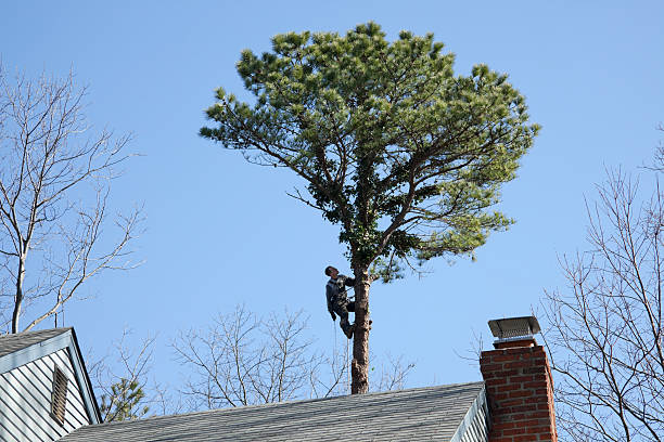 Best Hedge Trimming  in Tamaqua, PA