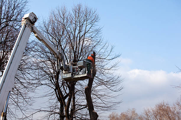 Best Tree Risk Assessment  in Tamaqua, PA
