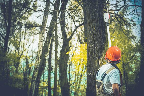  Tamaqua, PA Tree Care Pros