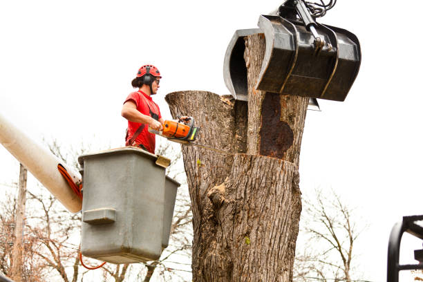 Best Aeration Services  in Tamaqua, PA